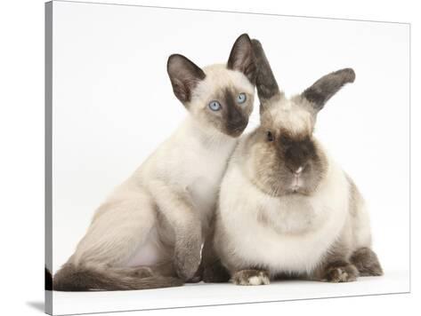 Colourpoint Rabbit And Siamese Kitten 10 Weeks Photographic Print