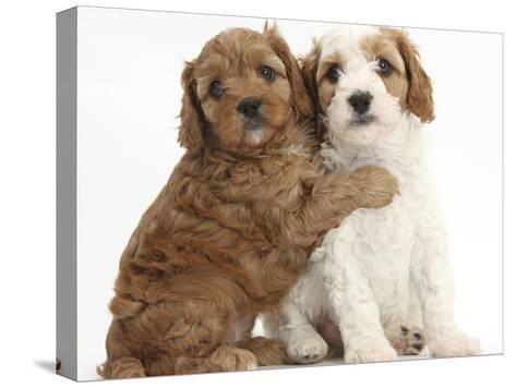 red cavapoo puppies