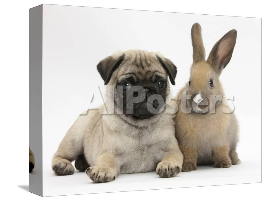 fawn pug puppy 8