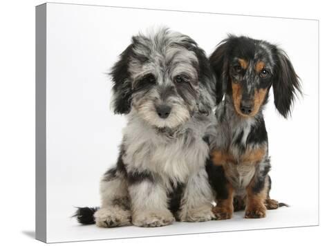 grey and tan dachshund