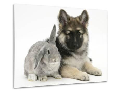 grey german shepherd puppy