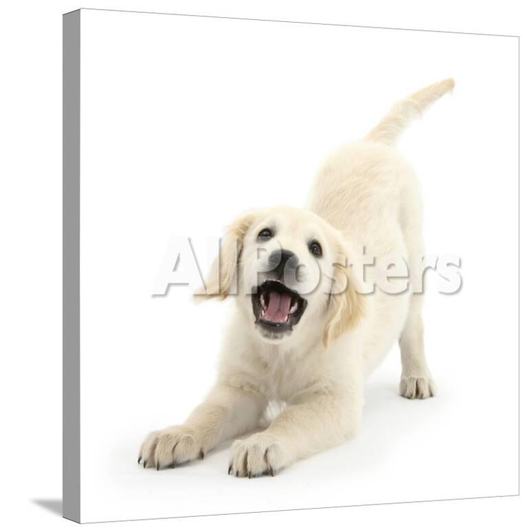 Golden Retriever Dog Pup Oscar 3 Months In Play Bow Against White Background Photographic Print Mark Taylor Allposters Com
