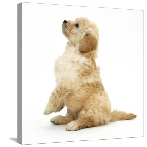 miniature poodle cross puppies