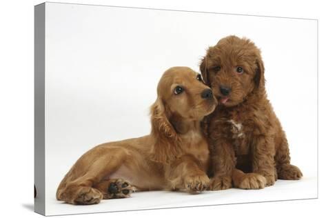 red spaniel puppy
