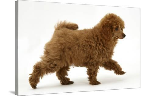 g & g toy poodles