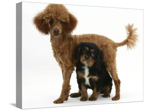 tan toy poodle