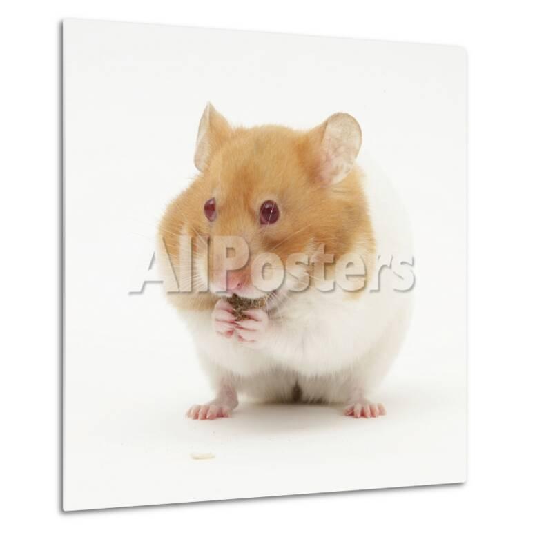Short Haired Syrian Hamster Stuffing Its Pouches Photographic