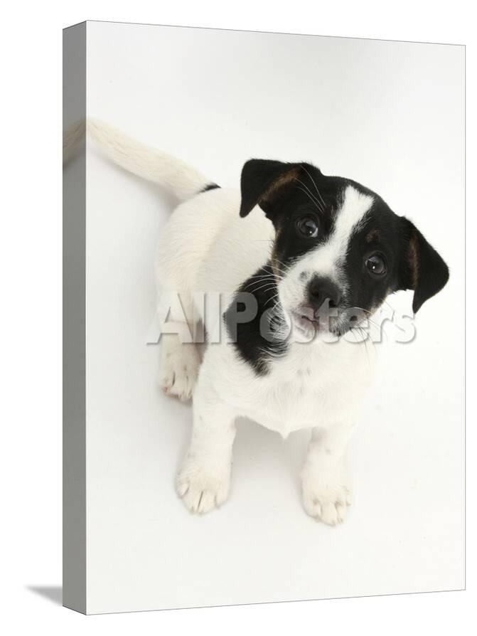Smooth Coated Jack Russell Terrier Puppy Black And White 9 Weeks