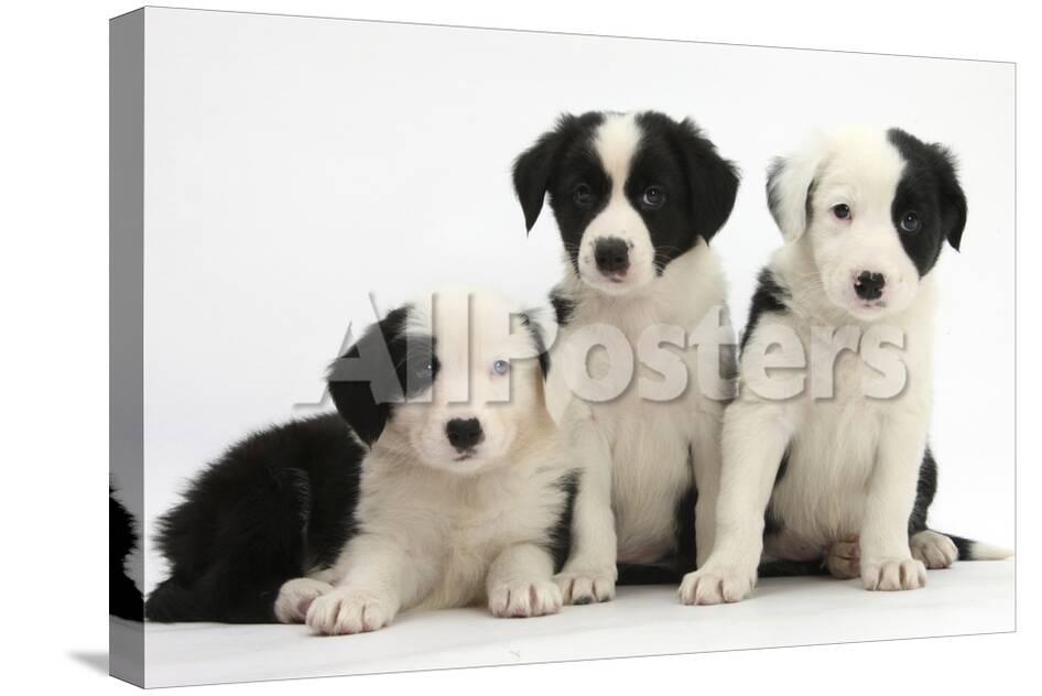 Three Black And White Border Collie Puppies 6 Weeks Photographic
