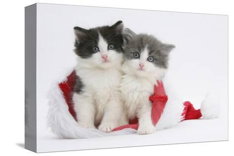 kittens white and grey