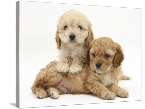 golden cocker poodle