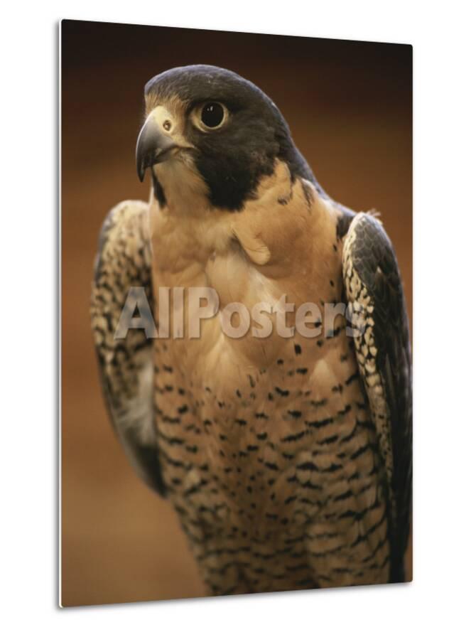 A Portrait Of A Peregrine Falcon Falco Peregrinus