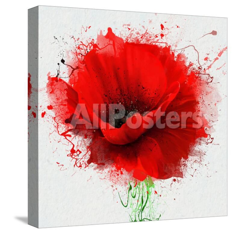 Beautiful Red Poppy Closeup On A White Background With Elements Of Beautiful Red Poppy Closeup On A White Background With Elements Of The Sketch And Spray Paint As Posters By Pacrovka At Allposters