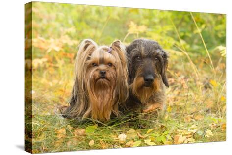 wire haired yorkshire terrier