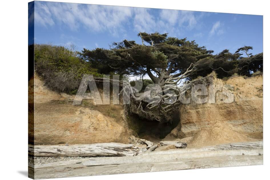 Scenic View Of Tree Of Life Kalaloch Olympic National Park Jefferson County Washington State Photographic Print Panoramic Images Allposters Com