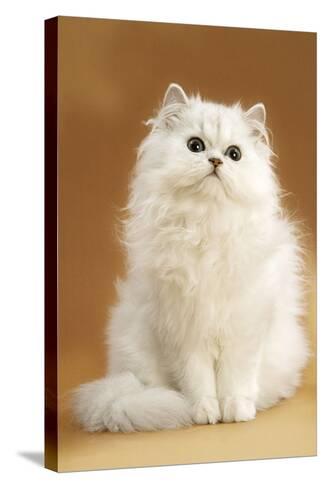 Persian Chinchilla Cat Long Haired Photographic Print At