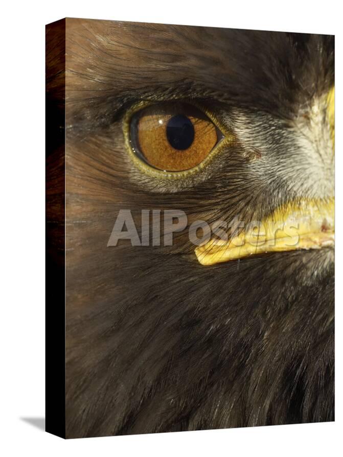 Golden Eagle Aquila Chrysaetos Close Up Of Eye Cairngorms National Park Scotland Uk