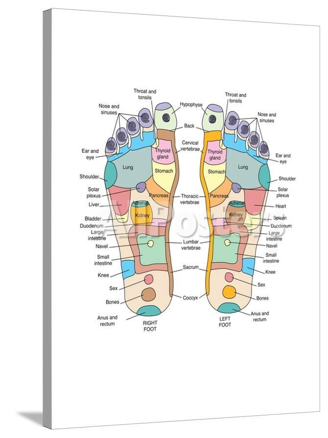 Reflexology Map Feet