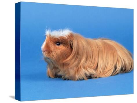 coronet guinea pig