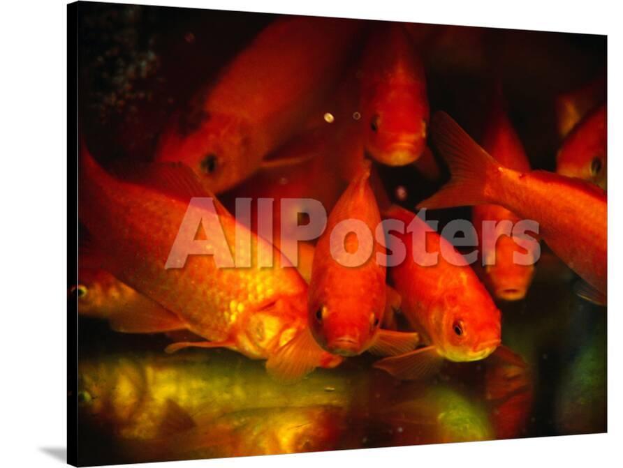 Fish For Sale Shanghai China Photographic Print By Phil Weymouth