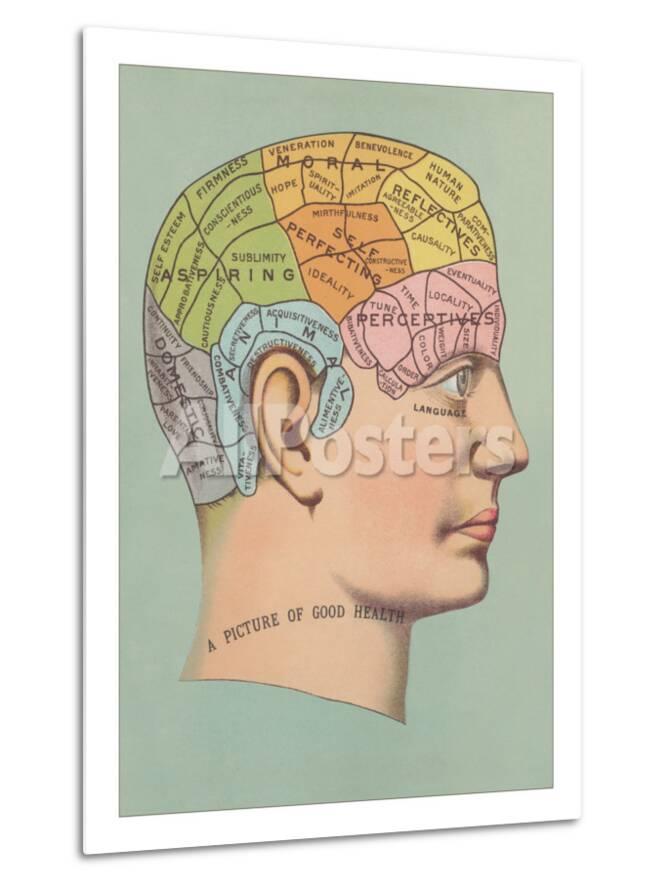Phrenology Chart Of Head Poster At Allposters