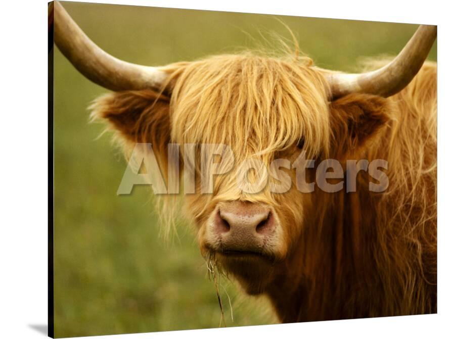 Long Haired Cow Scottish Highlands Photographic Print By Robert