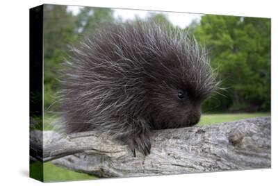 Branch Urson Erethizon Dorsatus Sitting Nature Photographic Print Ronald Wittek Allposters Com