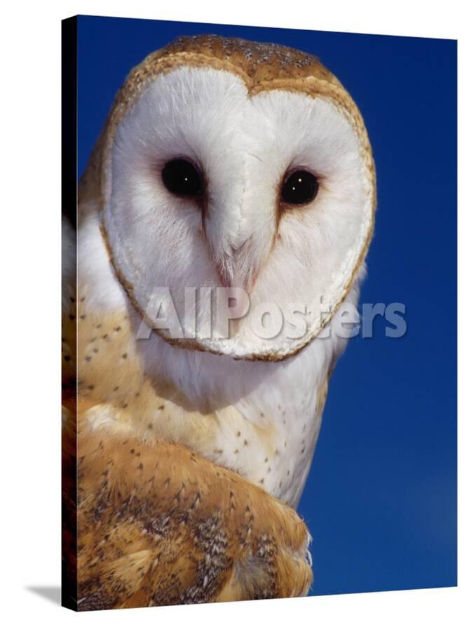 Barn Owl Photographic Print By Russell Burden At Allposters Com
