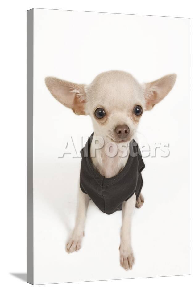 Short Haired Chihuahua In Studio Wearing T Shirt Photographic