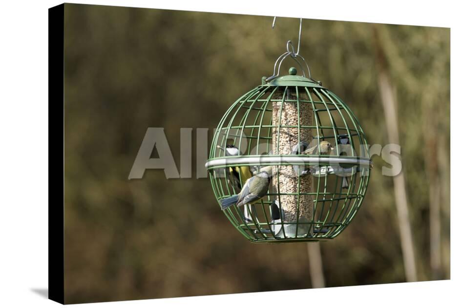 Siskin And Tits On Squirrel Proof Globe Bird Feeder Photographic