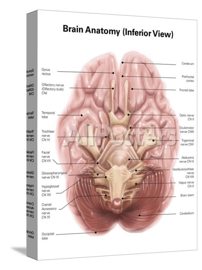 Anatomy Of Human Brain Inferior View