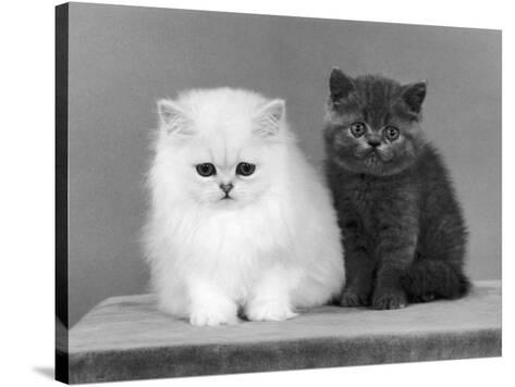 Two Kittens One A White Chinchilla The Other A British Shorthair