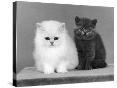 Two Kittens One A White Chinchilla The Other A British Shorthair