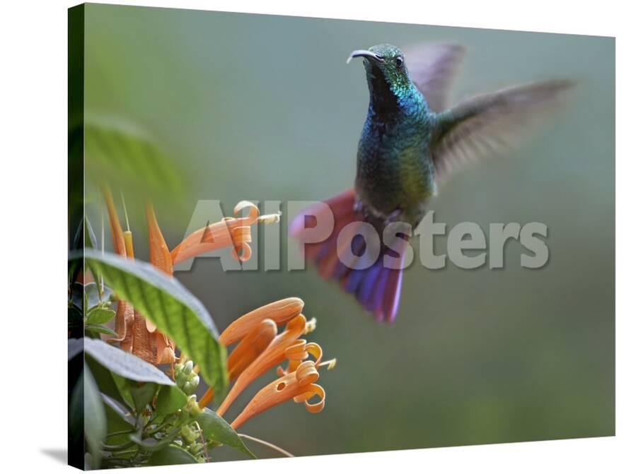 Green Breasted Mango Hummingbird At Flame Vine Costa Rica Photographic Print Tim Fitzharris Allposters Com