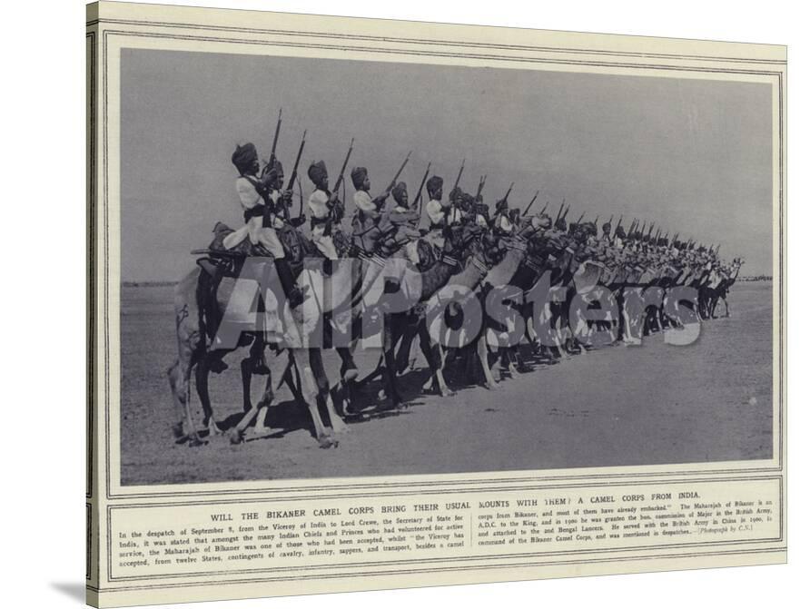 Will the Bikaner Camel Corps Bring their Usual Mounts with Them a Camel Corps from India' Photographic Print | AllPosters.com