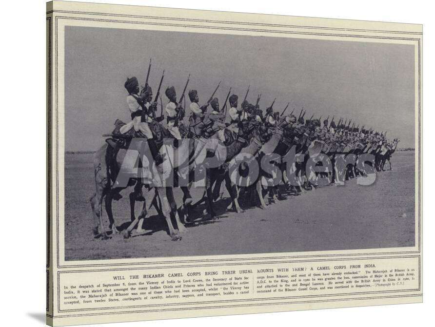 Will the Bikaner Camel Corps Bring their Usual Mounts with Them a Camel  Corps from India' Photographic Print | AllPosters.com