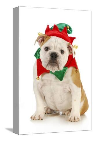 puppy elf costume