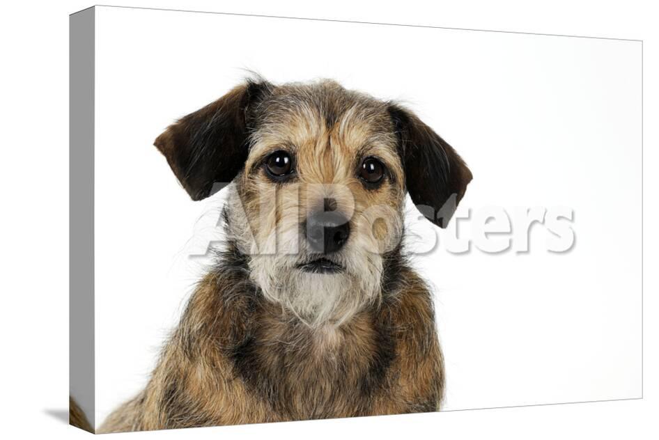 Wire Haired Dachshund X Long Haired Chihuahua Photographic Print
