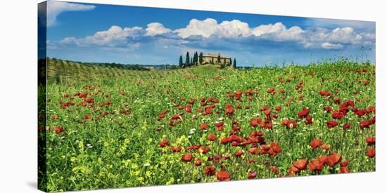 Farm house with cypresses and poppies, Tuscany, Italy-Frank Krahmer-Stretched Canvas