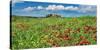 Farm house with cypresses and poppies, Tuscany, Italy-Frank Krahmer-Stretched Canvas