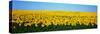 Sunflower Field, North Dakota, USA-null-Stretched Canvas