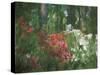 Azalea Reflection in Pond, Georgia, USA-Nancy Rotenberg-Stretched Canvas