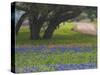 Oak Trees, Blue Bonnets, and Indian Paint Brush, Near Gay Hill, Texas, USA-Darrell Gulin-Stretched Canvas