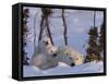 Polar Bear with Cubs, (Ursus Maritimus), Churchill, Manitoba, Canada-Thorsten Milse-Framed Stretched Canvas