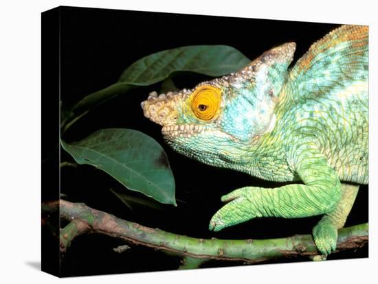 Parson's Chameleon, La Madraka Farm, Madagascar-Pete Oxford-Stretched Canvas