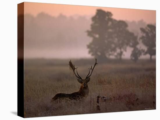 Barasingha / Swamp Deer, Male in Rut with Grass on Antler, Kanha National Park, India-Pete Oxford-Stretched Canvas