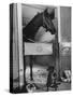 Horse of the Year, Kelso, Standing in His Stall-George Silk-Stretched Canvas