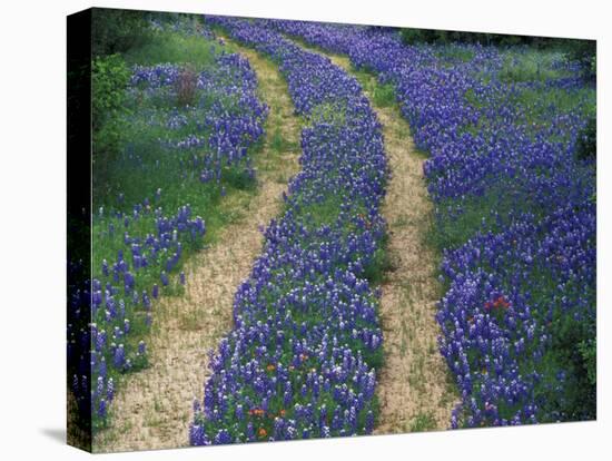 Tracks in Bluebonnets, near Marble Falls, Texas, USA-Darrell Gulin-Stretched Canvas