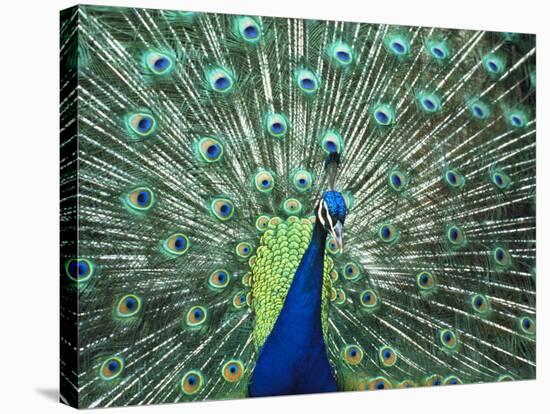 Peacock Spreading Colorful Feathers-Bill Bachmann-Stretched Canvas