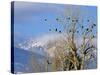 Bald Eagles in the Bitterroot Valley near Hamilton, Montana, USA-Chuck Haney-Stretched Canvas